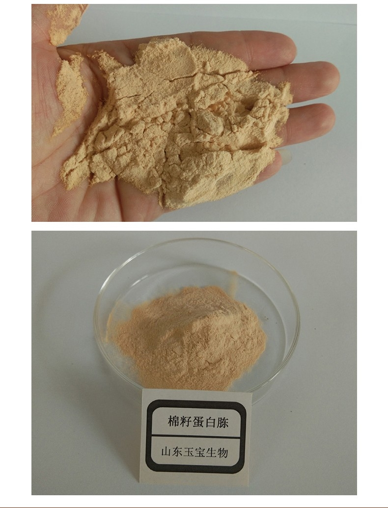 棉籽蛋白胨